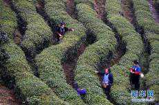 貴州丹寨：“扶貧茶園”春茶開采