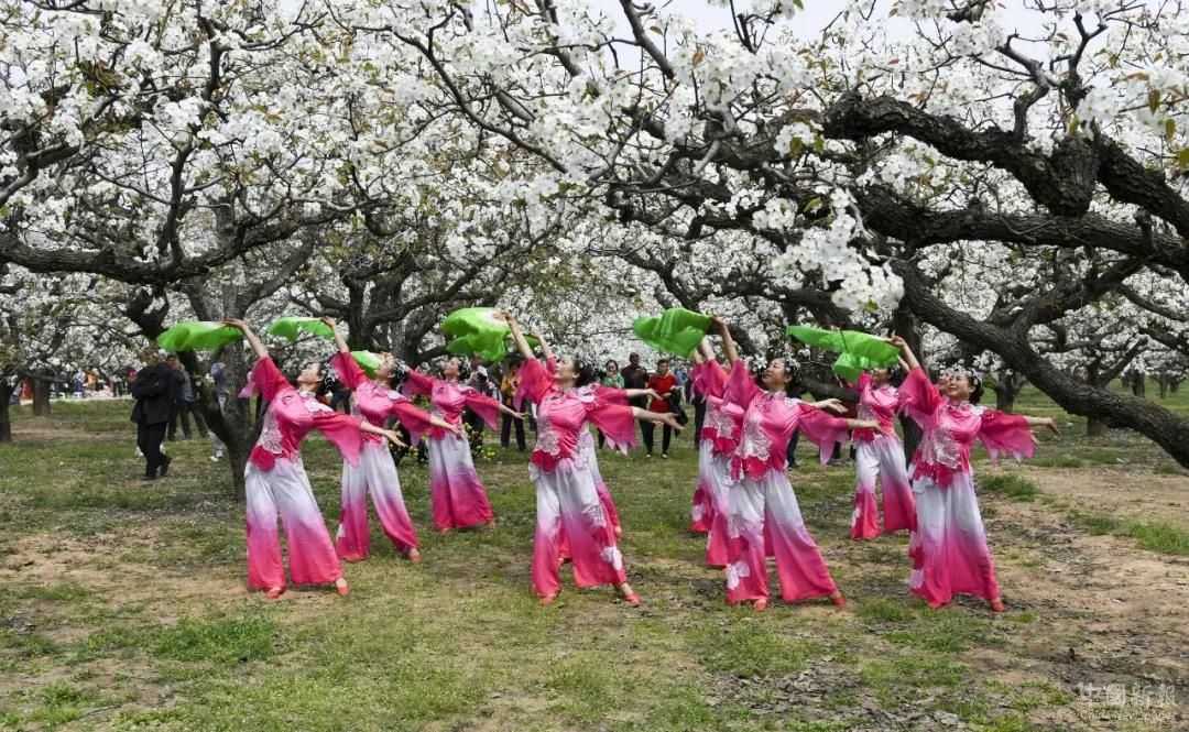 中國?江蘇省豐縣第20屆梨花節(jié)開幕1