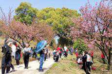 又是賞花季！湖南株洲石峰公園迎來賞櫻高峰 