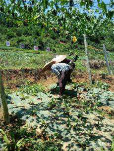 貴州黃平：示范園上的“愛情”  瓜蔞愛上了白芨