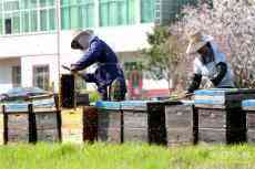 安徽廬江養(yǎng)蜂人的“甜蜜事業(yè)”