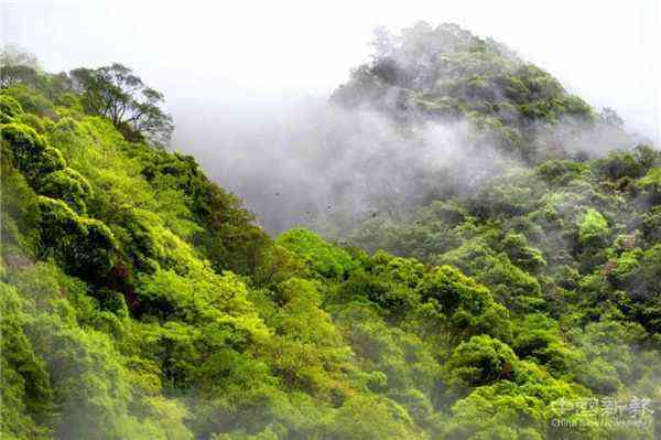 文成縣猴王谷森林康養(yǎng)基地 圖源：溫州發(fā)布