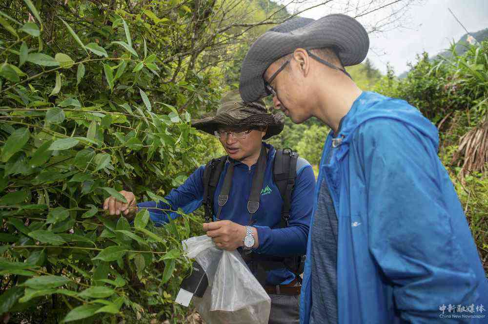 5月11日，中國計(jì)量大學(xué)植物生態(tài)學(xué)教授孫俊威（左）與參與此次調(diào)查的助理劉煜坤一起采集植物標(biāo)本。