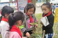 休寧縣藍田小學：大家一起認植物