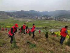 湖南武岡市荊竹鋪鎮(zhèn)鎮(zhèn)義務(wù)植樹(shù)為大地添新綠