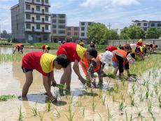 洞口縣巖山鎮(zhèn)中心小學把勞動課搬到田間地頭