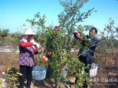 安徽廬江：石榴熟?果農(nóng)樂