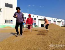 安徽廬江：優(yōu)質(zhì)稻米市場(chǎng)俏