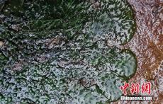 云南綠春發(fā)現(xiàn)珍稀瀕危水生種子植物——水苔花