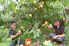 隆回金石橋鎮(zhèn)：脫貧戶陳維錄種植黃桃吃上“幸福飯”