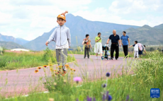 呼和浩特：夏日草原引游人