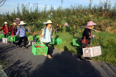 衡陽市珠暉區(qū)：果農開心收“梨”物?引來游客采摘“熱”