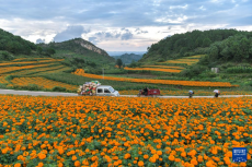 貴州威寧：萬壽菊開出“致富花”