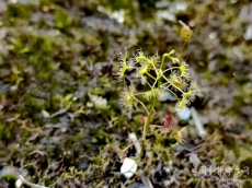 福建永安發(fā)現(xiàn)會“吃蟲”的神奇植物