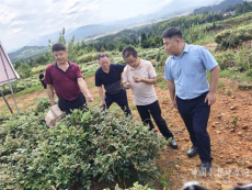 藤茶種植讓汝城縣道地藥材迸發(fā)新活力